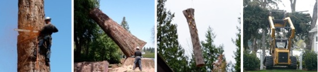 Ranger Tree Experts | Tree Sevices | Tree Removal 
