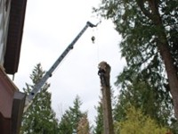 Crane Tree Removal