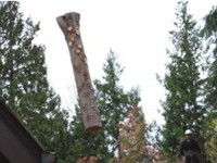 Tight Area Tree Removal by Ranger Tree Experts